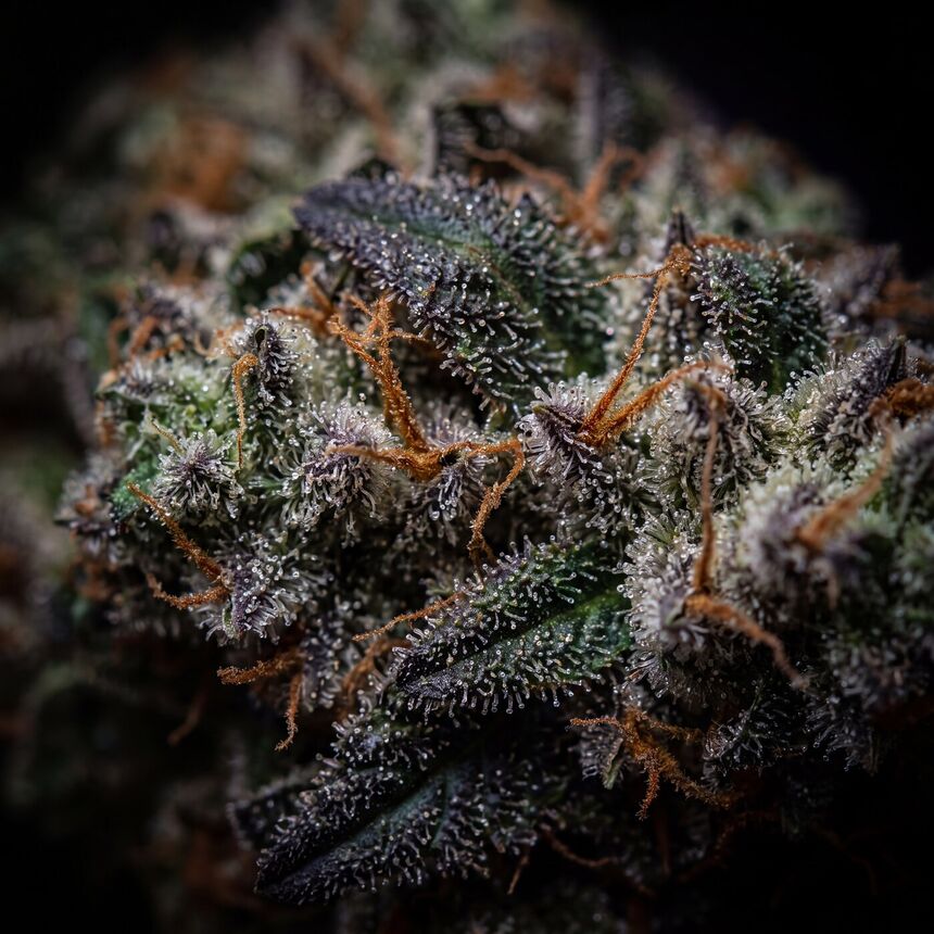 Extreme macro of trichomes on an Alpine flower bud.
